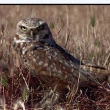1406 Burrowing Owl